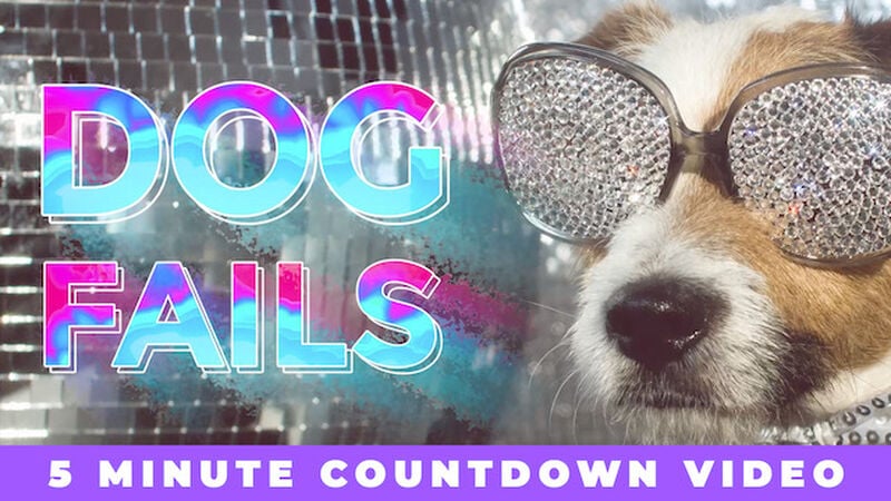 Dog Fails Countdown Video